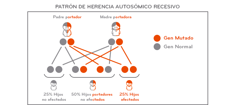El glaucoma es hereditario - Modelo genético del glaucoma