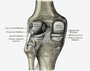 ligamentos_rodilla