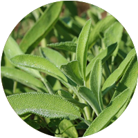salvia