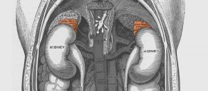 glandula-suprarrenal