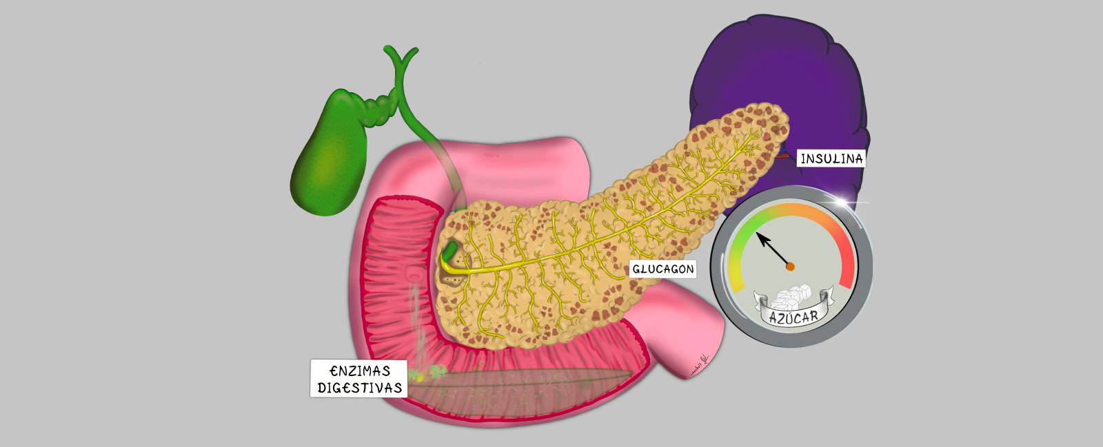 Anatomía y función del páncreas