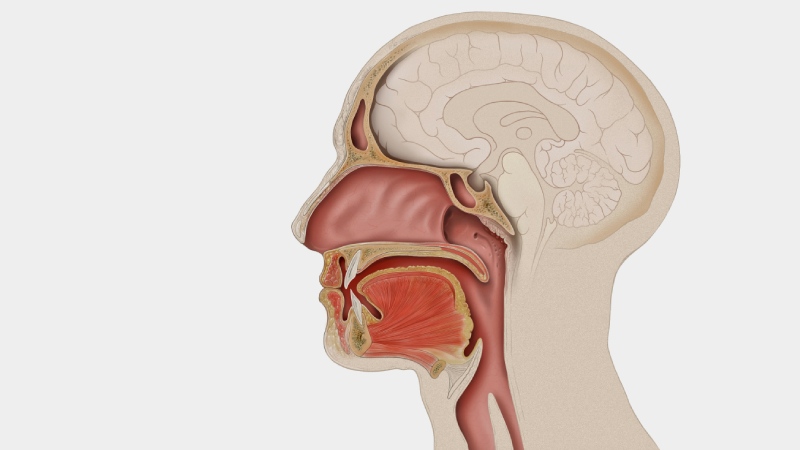 Rehabilitación en el cáncer de cabeza y cuello