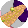 Tumor neuroendocrino